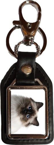 Birman cat pet black - birman,