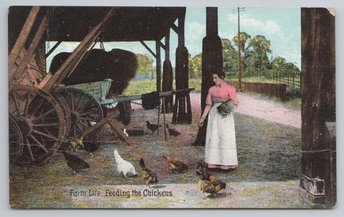 Farm life feeding the chickens - farm,