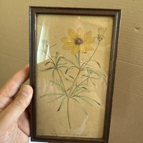 Botany botanical curtis - botanical,