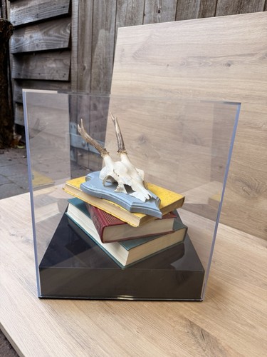 Roe deer skull - skull,