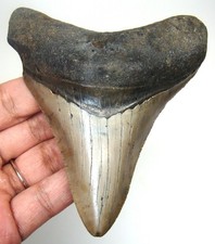 MEGALODON SHARK TOOTH REAL