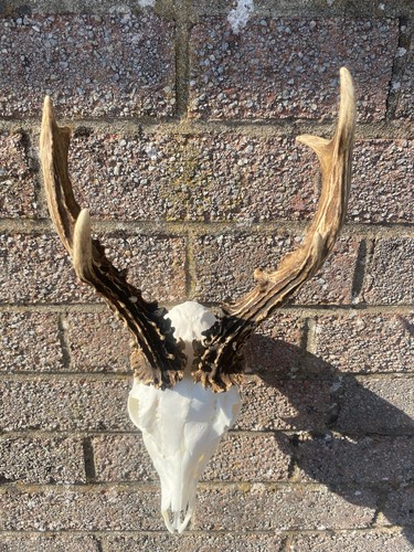 Roe deer antlers - deer, skull