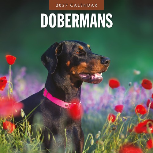 Dobermans 2027 square wall - dobermans,
