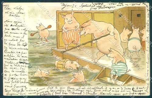Animals dressed pig - animals,