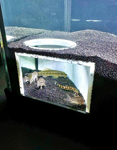 Aquarium corner hole cave - aquarium,