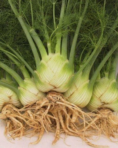 Vegetable florence fennel - -,
