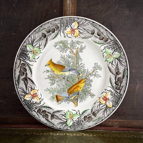 Adams birds america cedar - america,