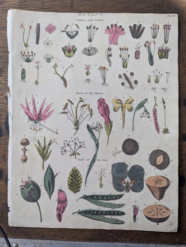 Antique c1815 natural - ,