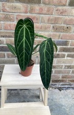 Anthurium Warocqueanum ( In 12cm Pot)