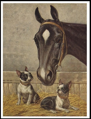 Boston terrier dogs - boston,