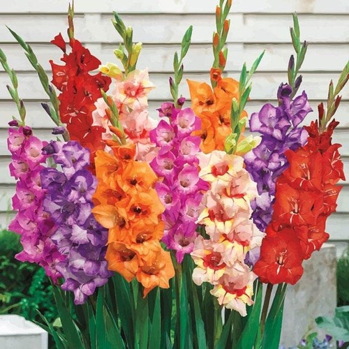 Gladioli mixed bulbs - mixed,