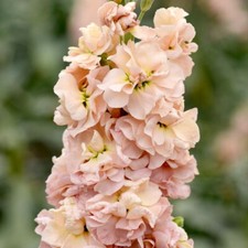Stock Apricot Column Flowering