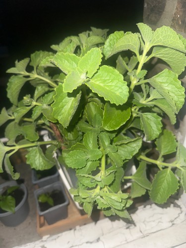 Spanish thyme broad - broad, leaf