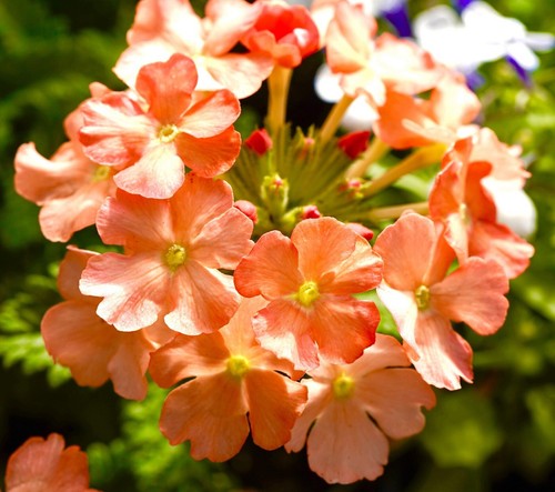 130x verbena hybrida apricot - 130x,