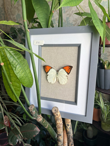 Great orange tip butterfly - great,