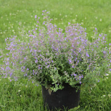 Nepeta 'Kit Kat'. Plug Plant x 4. Catmint, lavender blue flowers. Ideal for bees