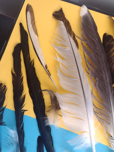 Natural feathers free - x,