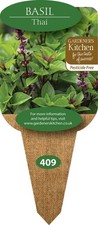 Basil Thai - 3 x 10cm Plug