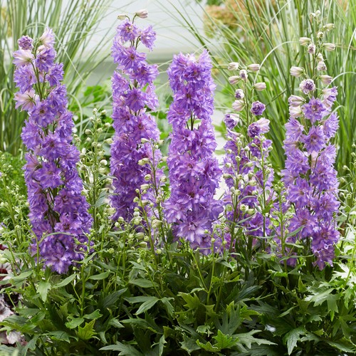 Delphinium delgenius breezin - delgenius,