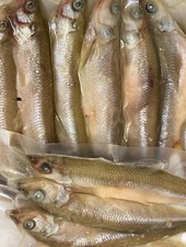 Smelt - Frozen Dead Baits for Pike Fishing