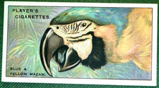 BLUE AND YELLOW MACAW