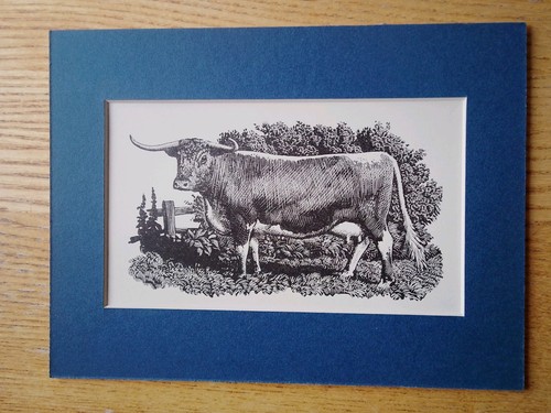 Longhorn cow charles - longhorn,