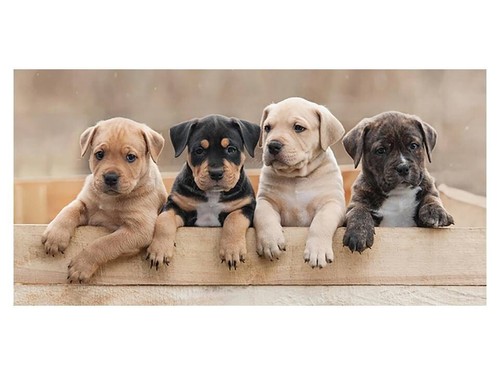 Puppies dog animal print - dog,