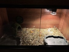 24x15x15 Inch Vivarium In Walnut Colour Including Free Bowl And Hide 3wks Old