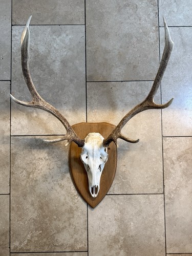Impressive stag deer - impressive,