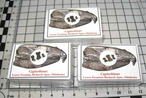 Permian captorhinus toe - captorhinus, bone