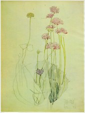 Sea Pink Holy Island Charles