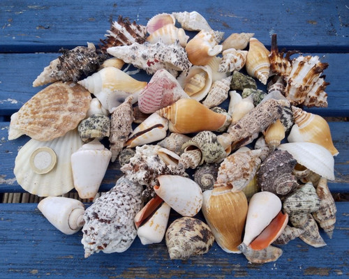 Sea shells 750g mixed - 750g,