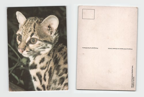 Postcard margay cat - -,