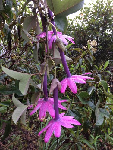 Passiflora cumbalensis rare - cumbalensis,