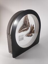 Butterfly Lepidopterists Display Case - Charaxes Castor . Giant Emperor