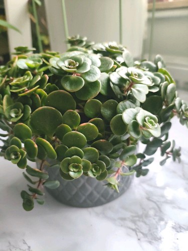 Beautiful sedum makinoi - sedum,