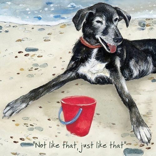 Little dog laughed - dog, not