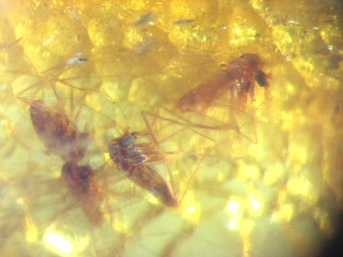Pliocene amber kenya africa - kenya,