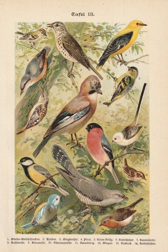 Birds pirol jay wren - birds,