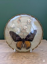 Taxidermy Real large Butterfly
