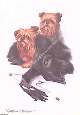 GRIFFON BRUXELLOIS : A NICE