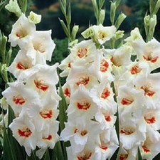 Gladioli Bulbs 'Ajax' WPC