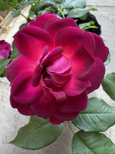 Beautiful munstead wood - beautiful, rose