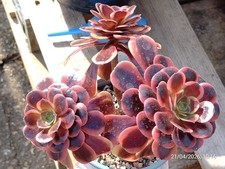 One pot (multi heads) aeonium