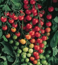 10 x ORGANIC CHERRY TOMATO