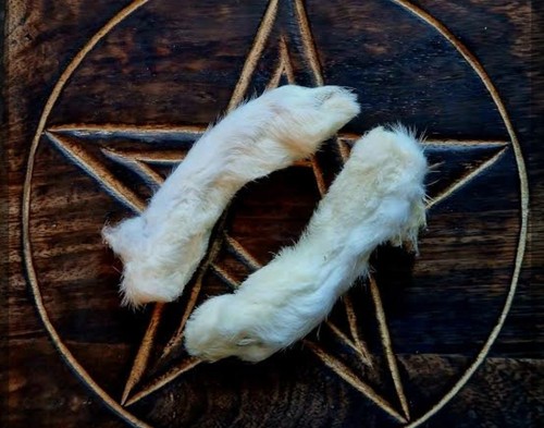 Taxidermy white rabbit foot - taxidermy,