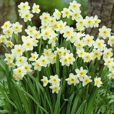 DAFFODIL Minnow. Attractive