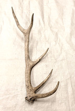 real stag antler shed crafts