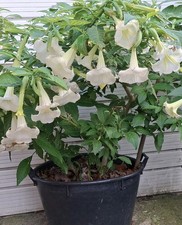 Brugmansia White Angel Trumpet