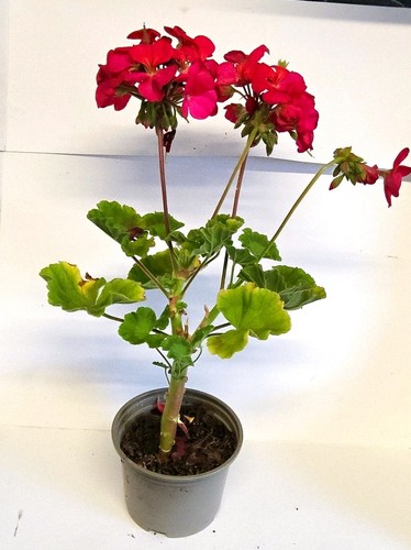 Geranium potted - geranium,